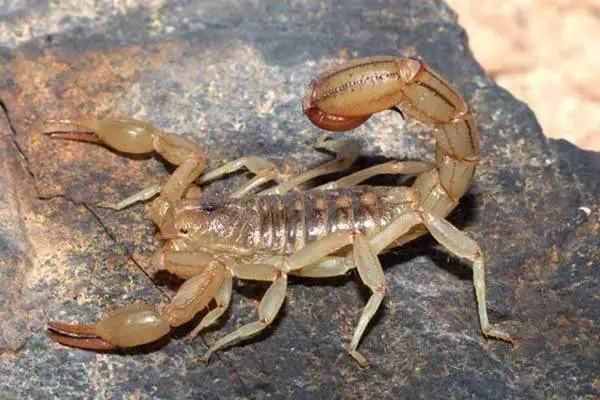 Escorpión de cola rayada de Arizona