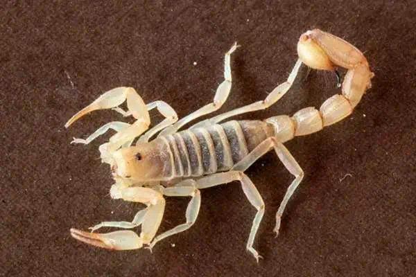 escorpión amarillo
