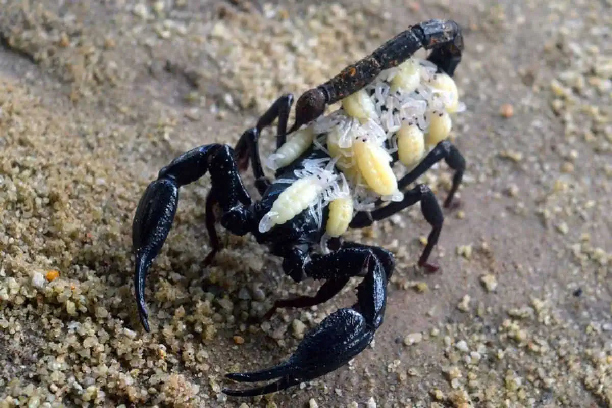 Escorpión hembra llevando crías