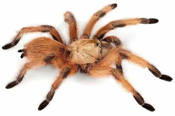 Aphonopelma moderatum