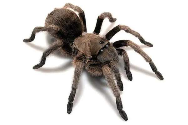Aphonopelma gabeli