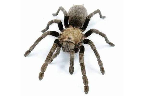 armada aphonopelma