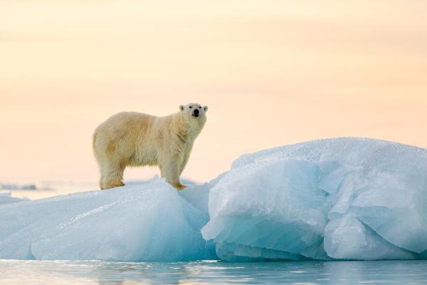 20 datos sorprendentes sobre los osos polares: muestran un pronunciado dimorfismo sexual