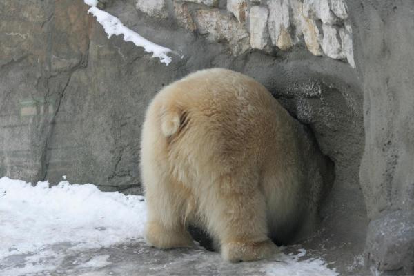 20 datos sorprendentes sobre los osos polares: soportan los períodos más largos sin comida
