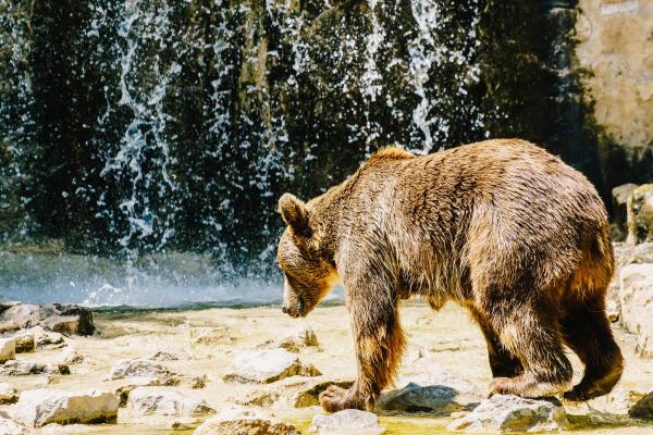 20 datos sorprendentes sobre los osos polares: comparten una estrecha relación evolutiva con los osos pardos