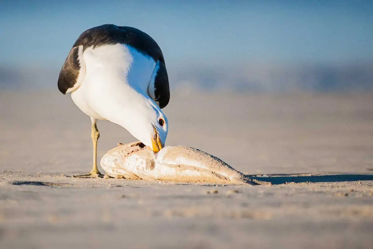 gaviota cocinera