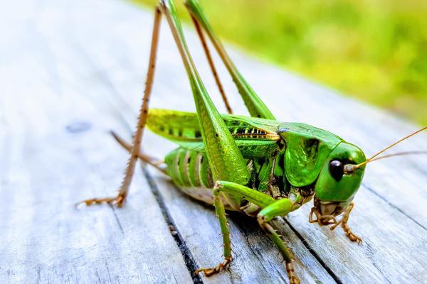 ¿Cuánto tiempo viven los saltamontes? - ¿Cuánto tiempo vive un saltamontes en estado salvaje?