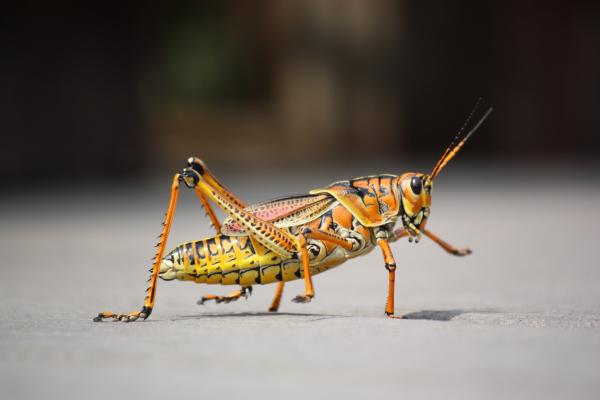 ¿Cuánto tiempo viven los saltamontes? - ¿Cuánto tiempo puede vivir un saltamontes en cautiverio?