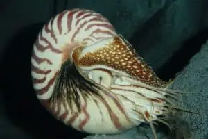 Nautilus bajo el agua