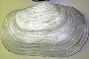 Geoduck del Pacífico aislado en blanco