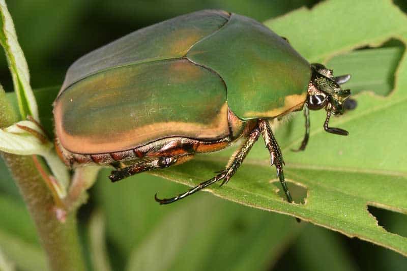 Escarabajo de junio verde