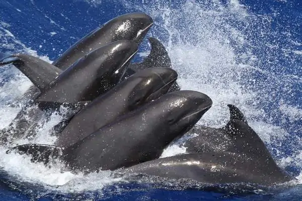 Ballenas con cabeza de melón saltando