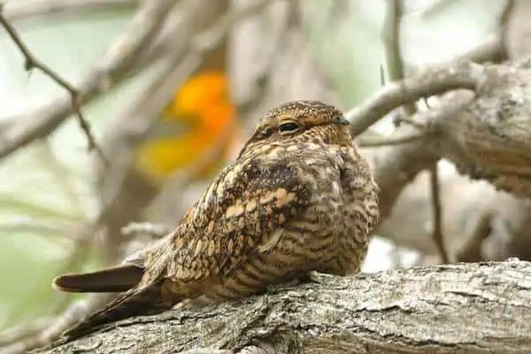Nighthawk menor en la rama de un árbol