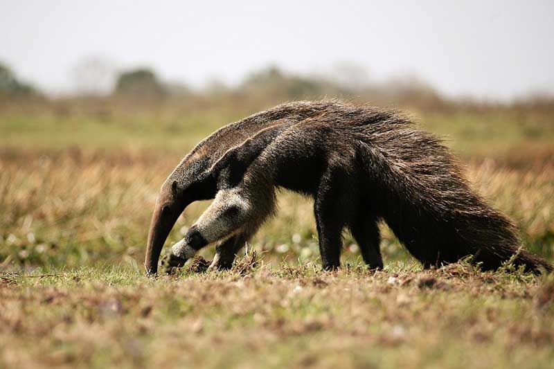 11 Animales Que Comen Hormigas (imágenes, Hechos)