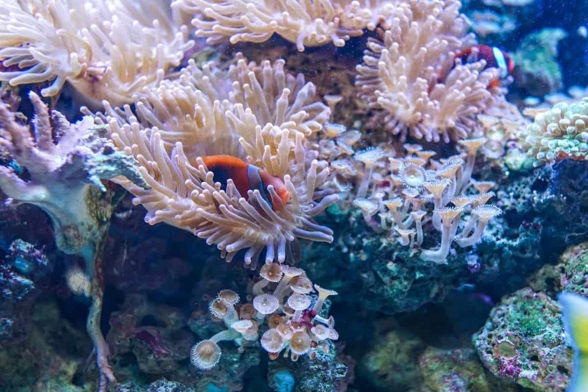 ¿es El Coral Una Planta O Un Animal?