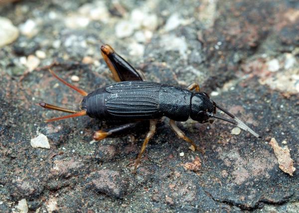 Diferentes tipos de grillos: grillos de alas rígidas (subfamilia Sclerogryllinae)