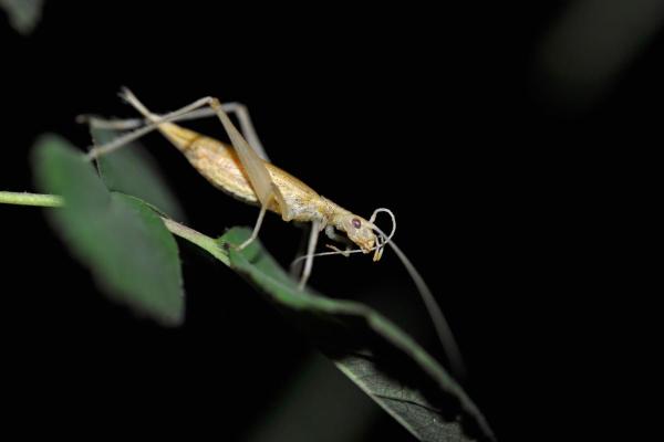 Diferentes tipos de grillos: grillos arbóreos (subfamilia Oecanthinae)