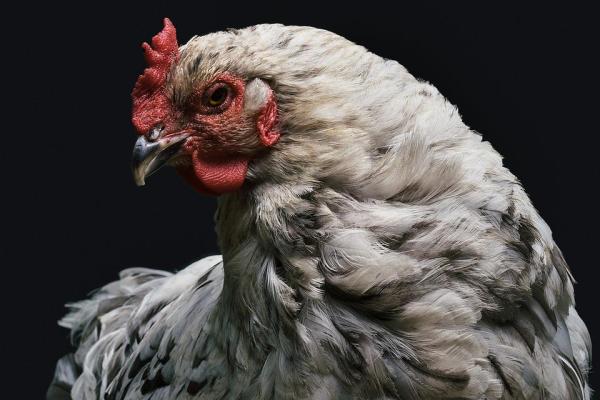 Ácaro rojo en las gallinas: cómo deshacerse de los ácaros rojos de las aves de corral