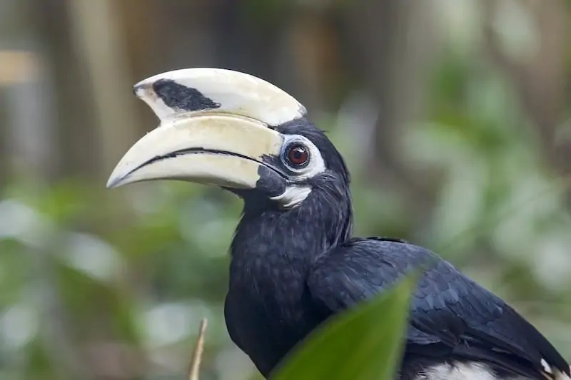 Cálao de casco mostrando su pico masivo característico con casque prominente sobre cabeza