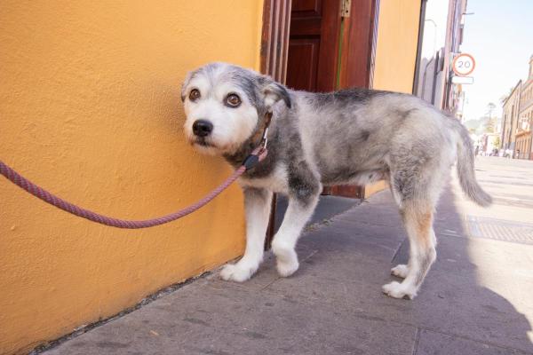 Sonidos que más molestan a los perros - Sonido de tráfico