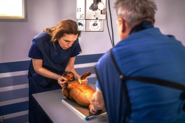 ¿Tu perro cojea? Entendiendo la osteoartritis canina - Diagnóstico de la osteoartritis en perros
