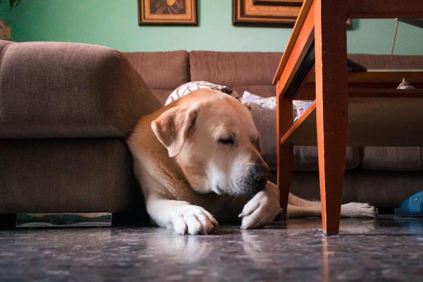 ¿Tu perro cojea? Comprender la osteoartritis canina: síntomas de la osteoartritis en perros