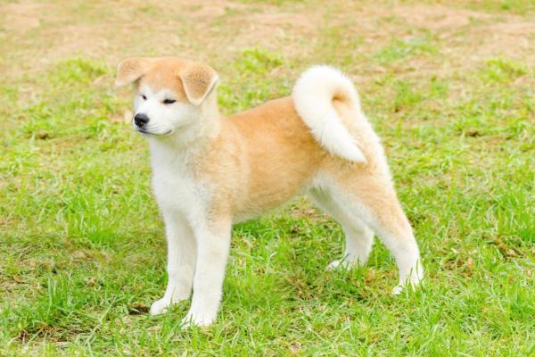 Principales razas de perros que comienzan con A - Akita Inu