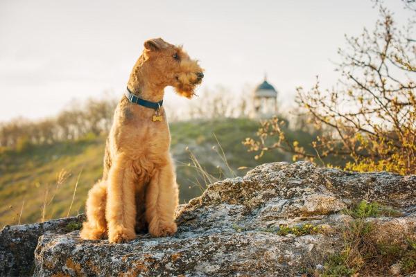 Principales razas de perros que comienzan con A: Airedale terrier