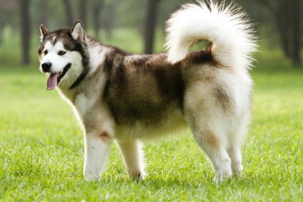 Principales razas de perros que comienzan con A: Malamute de Alaska