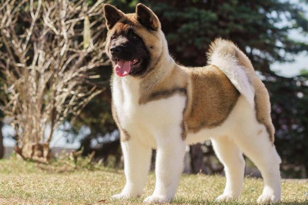 Principales razas de perros que comienzan con A: Akita americano