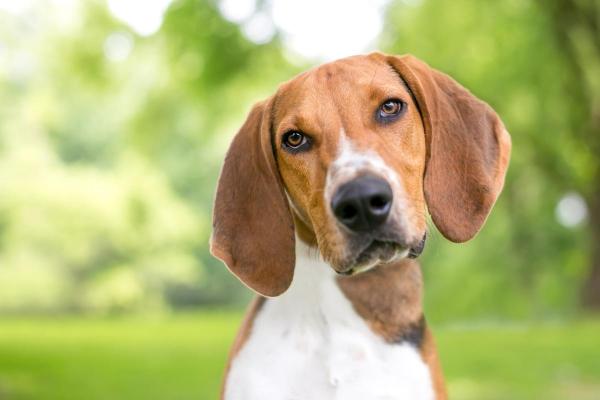 Principales razas de perros que comienzan con A: raposero americano