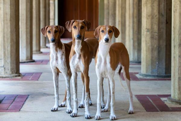 Principales razas de perros que comienzan con A - Azawakh
