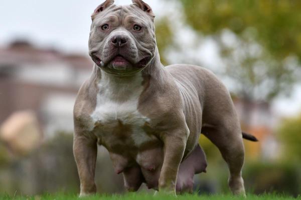 Principales razas de perros que comienzan con A - American Bully