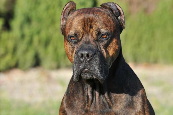 Principales razas de perros que comienzan con A - Alano español