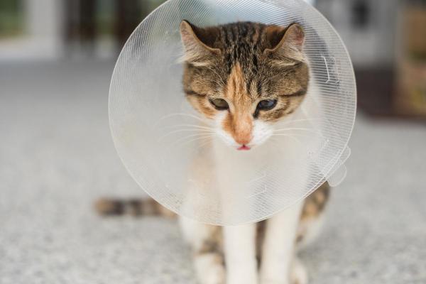 Mi gato le silba a mi otro gato después de una esterilización: estrés o cambios en el entorno