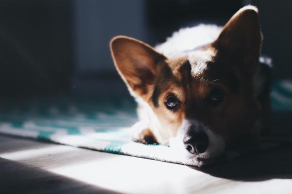 Mi perro quiere estar solo de repente: qué puedes hacer tú para ayudarlo