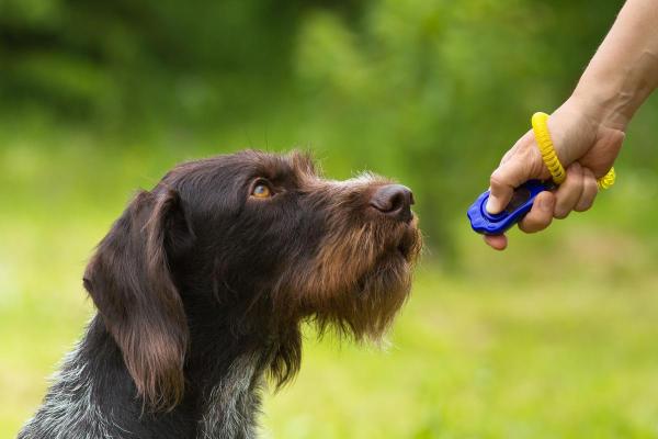 ¿Qué sonidos hacen felices a los perros?  - Haga clic 