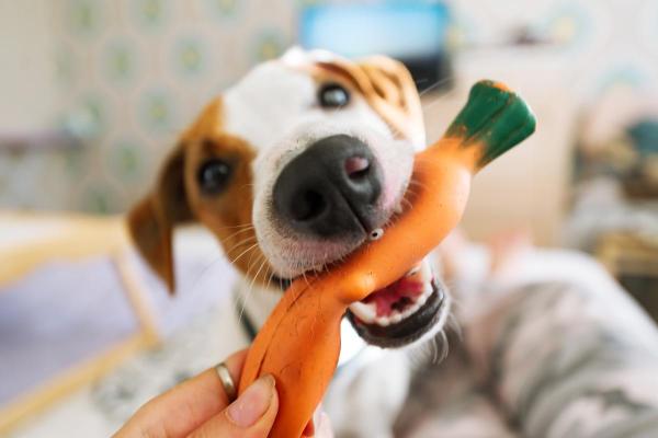 ¿Qué sonidos hacen felices a los perros?  - Sonidos de pitido en juguetes para perros.