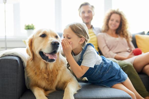 ¿Qué sonidos hacen felices a los perros? - Voces humanas