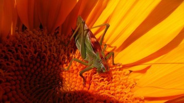 ¿Muerden Los Saltamontes? ¿muerden Los Saltamontes?