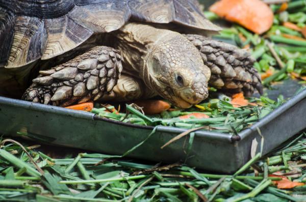 ¿Qué es la deficiencia de vitamina A en las tortugas?  - ¿Qué alimentos tienen alto contenido de vitamina A para las tortugas?