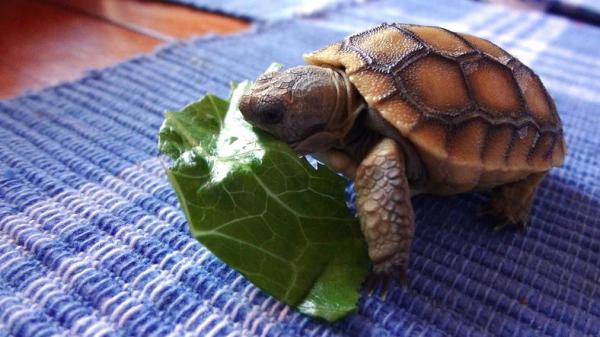 ¿Qué es la deficiencia de vitamina A en las tortugas?  - ¿Cómo darle vitamina A a una tortuga? 