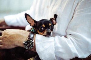 Mi Chihuahua Tiene Orejas Caídas