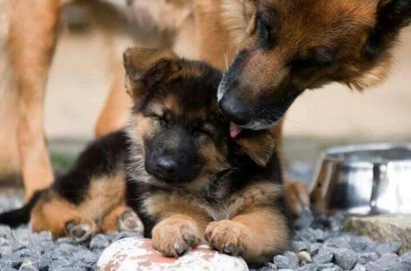La mejor comida para un cachorro de pastor alemán - La mejor comida para un cachorro de pastor alemán de 1 mes