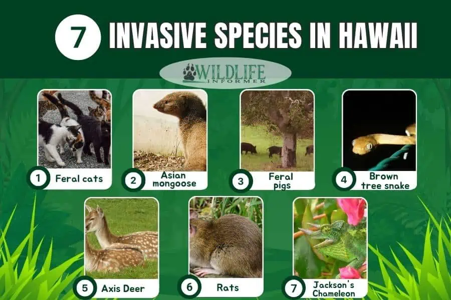 Collage de fotos de especies invasoras en Hawaii