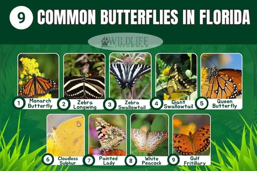 Collage de fotos de mariposas comunes en Florida.