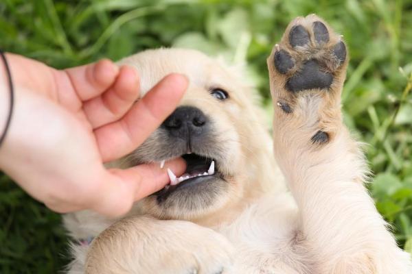 Aloe Vera Para Las Almohadillas De Las Patas De Un