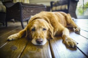 Alzheimer O Disfunción Cognitiva en Perros Síntomas, Causas Y