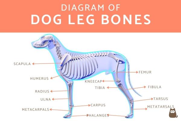 Anatomía De Las Almohadillas De Las Patas Del Perro