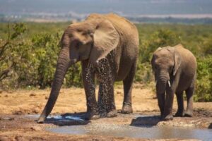 Animales Con Trompas Lista De Animales Con Trompas